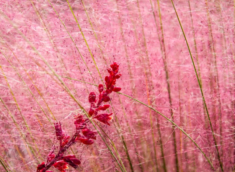 redentas garden 01 768x563
