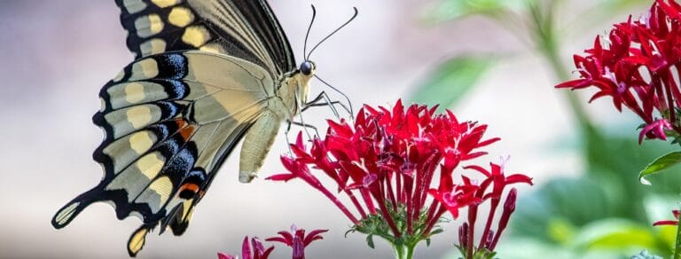 redentas garden 01a 768x292