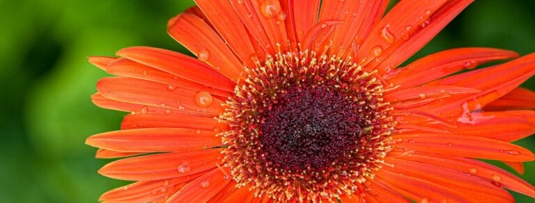 redentas garden 04 768x292