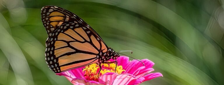 redentas garden 05 768x292
